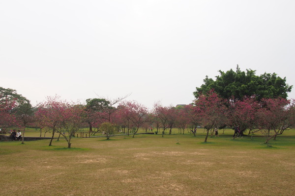 國立暨南大學：【南投・埔里】暨南大學賞櫻花