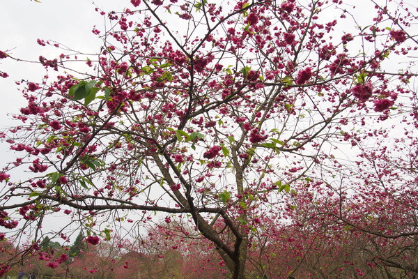 國立暨南大學：【南投・埔里】暨南大學賞櫻花