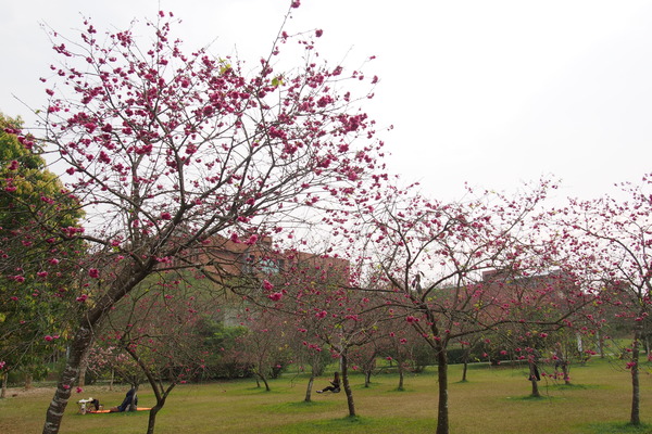 國立暨南大學：【南投・埔里】暨南大學賞櫻花