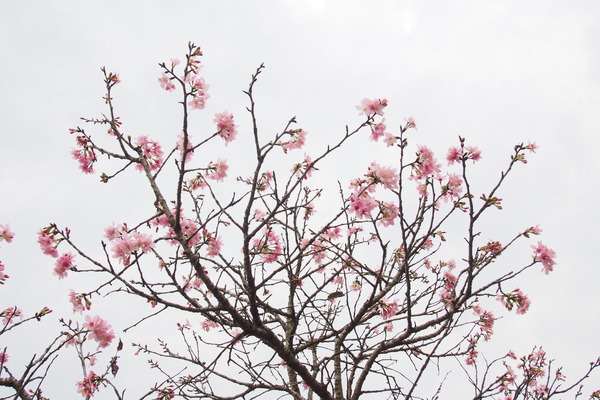 國立暨南大學：【南投・埔里】暨南大學賞櫻花