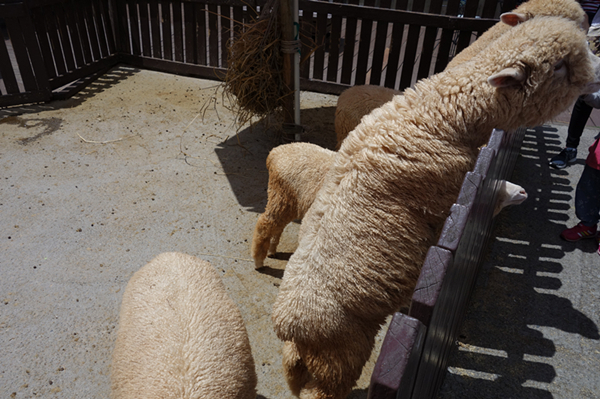 埔里佳園渡假山莊民宿:說走就走,短篇南投旅遊紀實