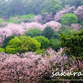 陽明山內厝溪櫻木花廊吉野櫻秘境 