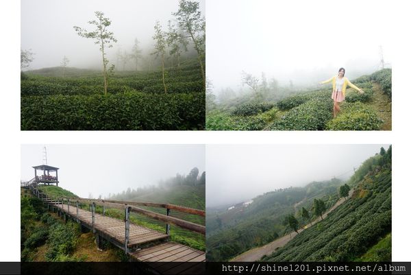 南投旅遊景點 銀杏森林