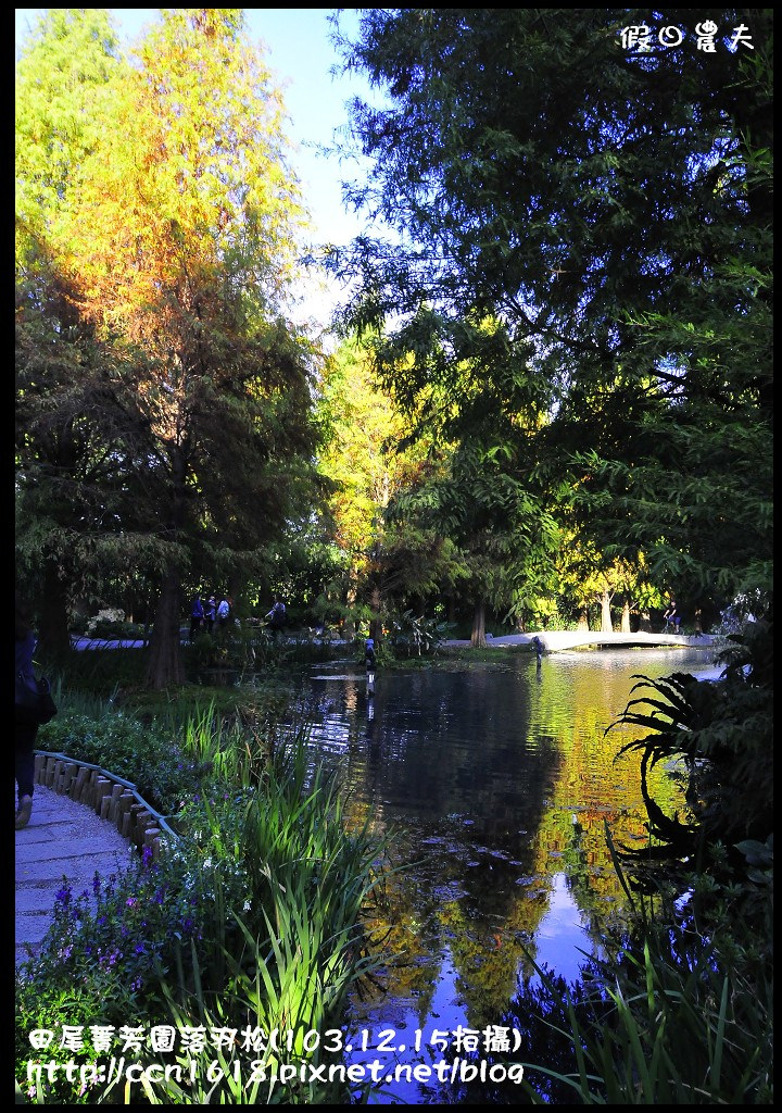 田尾菁芳園落羽松_DSC8969