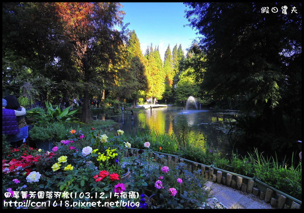 田尾菁芳園落羽松_DSC8965