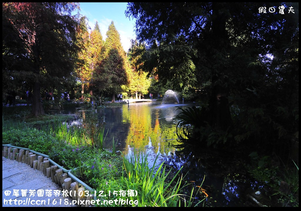 田尾菁芳園落羽松_DSC8966