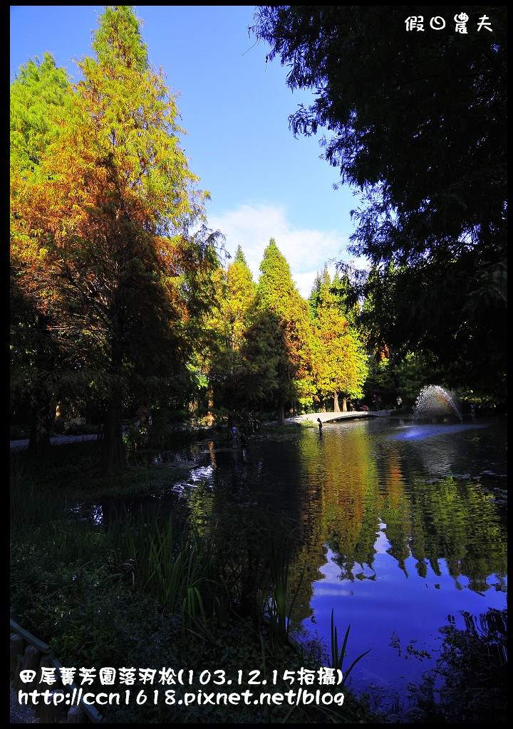 田尾菁芳園落羽松_DSC8941