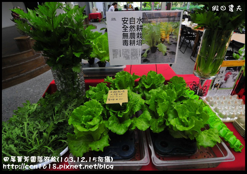 田尾菁芳園落羽松_DSC8947