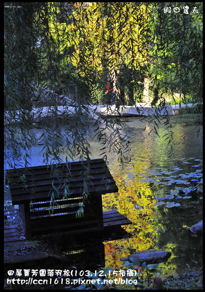 田尾菁芳園落羽松_DSC9019