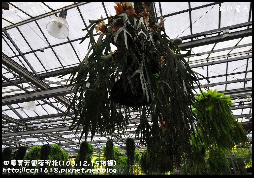 田尾菁芳園落羽松_DSC8948