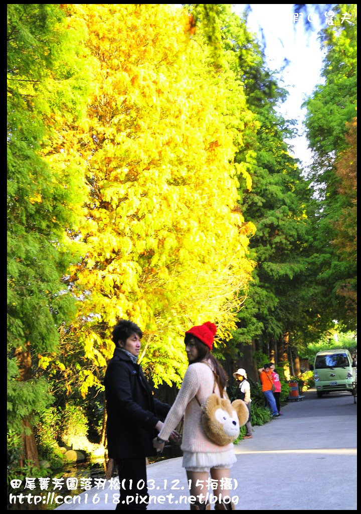 田尾菁芳園落羽松_DSC9032