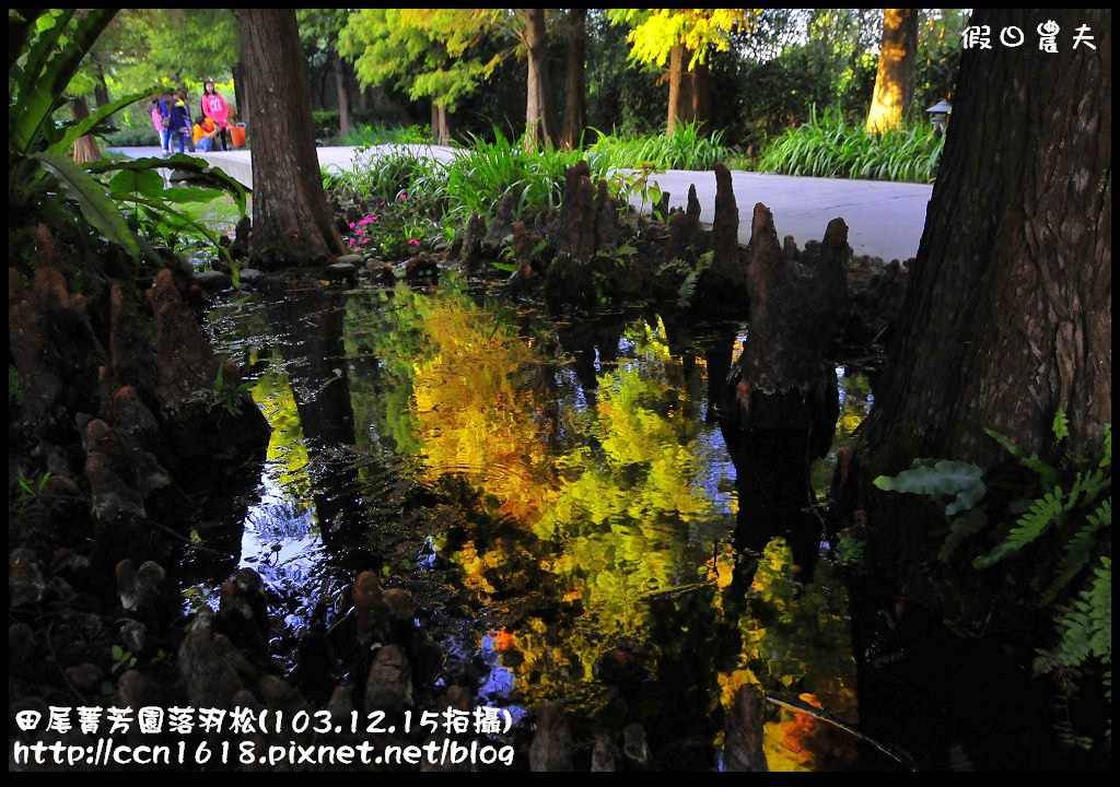 田尾菁芳園落羽松_DSC9055