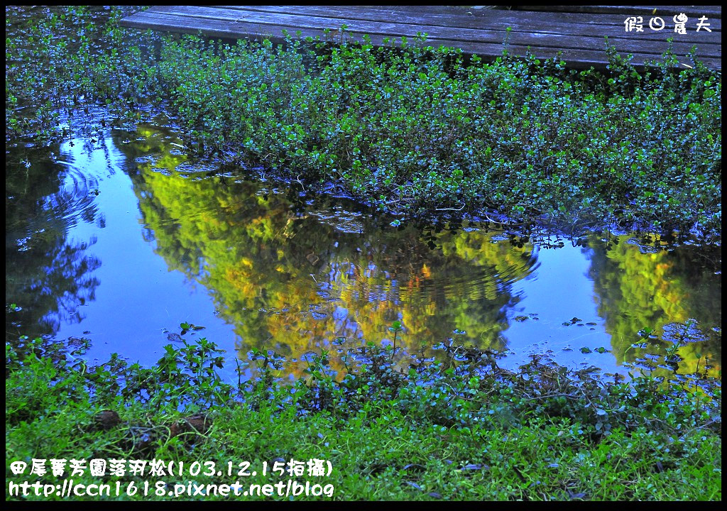 田尾菁芳園落羽松_DSC9010