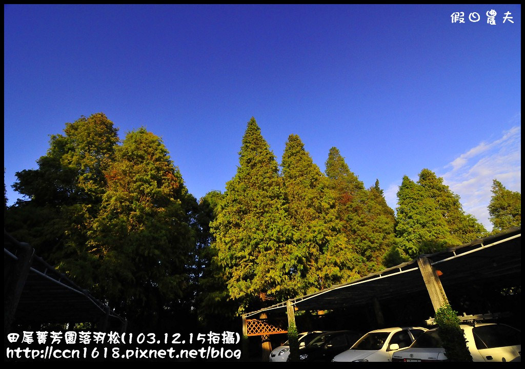 田尾菁芳園落羽松_DSC9051