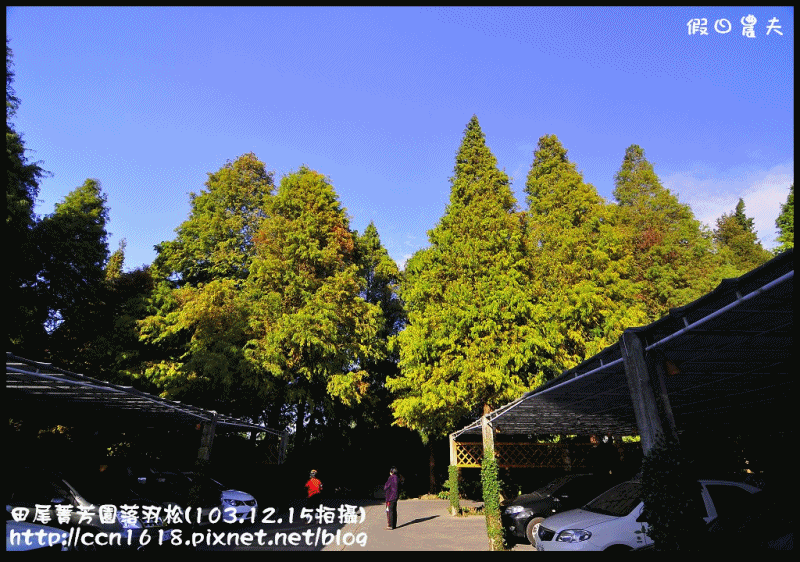 田尾菁芳園落羽松