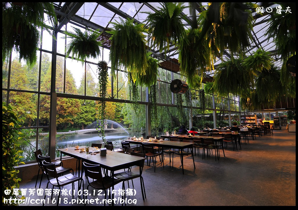 田尾菁芳園落羽松_DSC9149