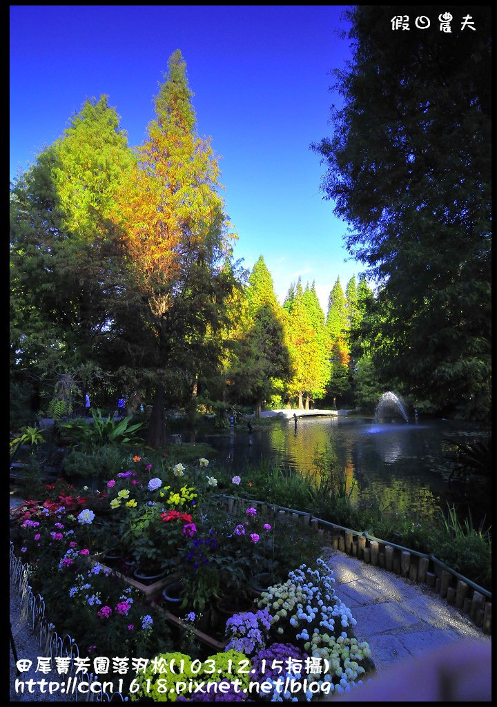 田尾菁芳園落羽松_DSC8983