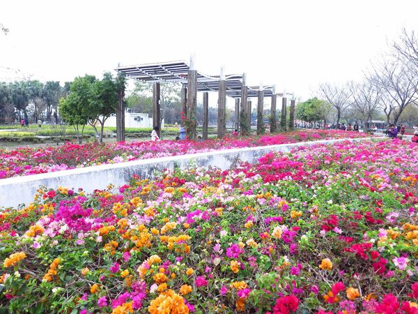 【彰化】溪州花博公園-美麗的費茲洛公園