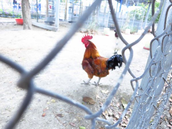 【彰化】溪州花博公園-美麗的費茲洛公園