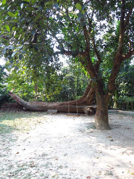 【台南】新化國家植物園-親子森林遊樂區