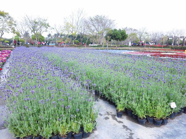 【彰化】溪州花博公園-美麗的費茲洛公園