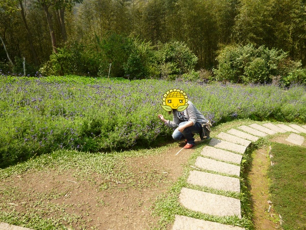 薰衣草森林(尖石店):【新竹尖石】2014薰衣草節,小熊、陽光、蓋印章-薰衣草森林(景觀篇)