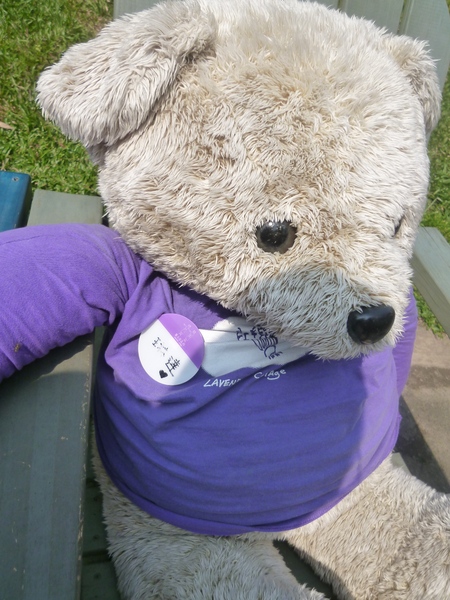 薰衣草森林(尖石店):【新竹尖石】2014薰衣草節,小熊、陽光、蓋印章-薰衣草森林(景觀篇)