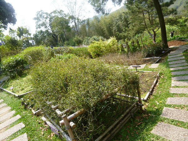 薰衣草森林(尖石店):【新竹尖石】2014薰衣草節,小熊、陽光、蓋印章-薰衣草森林(景觀篇)