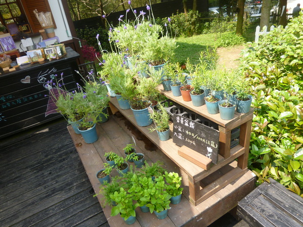 薰衣草森林(尖石店):【新竹尖石】2014薰衣草節,小熊、陽光、蓋印章-薰衣草森林(景觀篇)