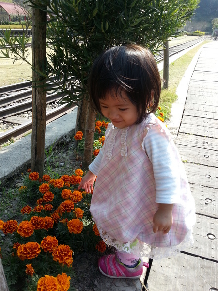 林班道：[南投][景點]水里車埕林班道~風光明媚好時光