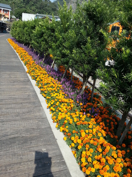 林班道：[南投][景點]水里車埕林班道~風光明媚好時光