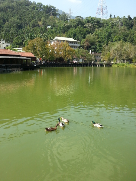 林班道：[南投][景點]水里車埕林班道~風光明媚好時光