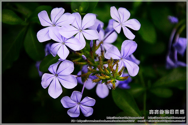 車埕木茶房：【南投】水里鄉。木茶房（木桶便當創始店）＆ 林班道體驗工廠