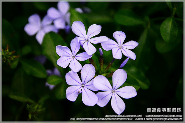 車埕木茶房：【南投】水里鄉。木茶房（木桶便當創始店）＆ 林班道體驗工廠