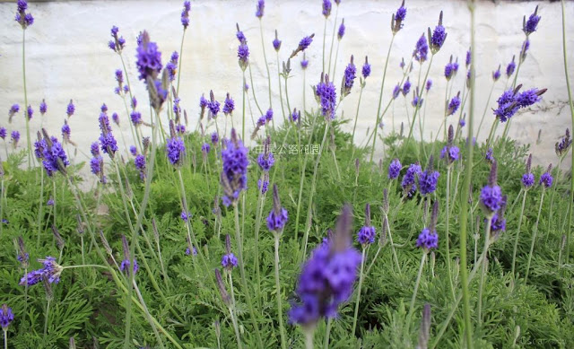 田尾公路花園-37