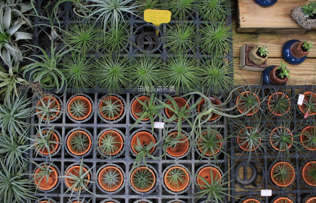 田尾公路花園-20