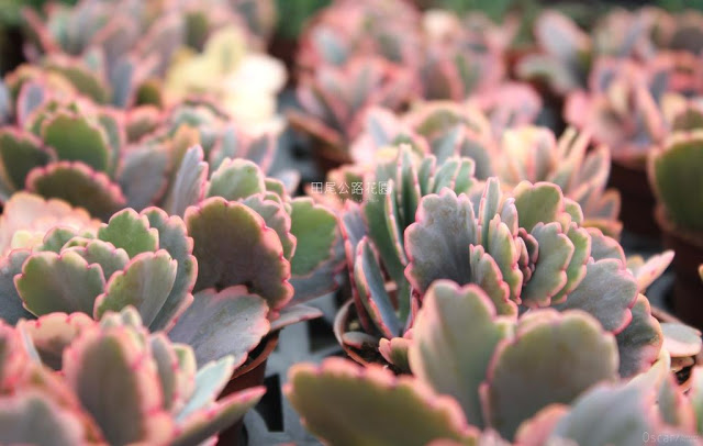 田尾公路花園-36