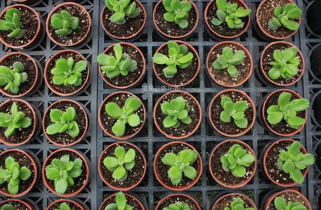 田尾公路花園-33