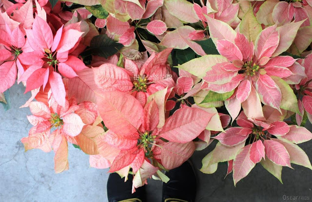 田尾公路花園-16