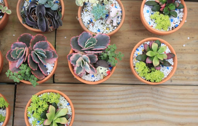 田尾公路花園-19