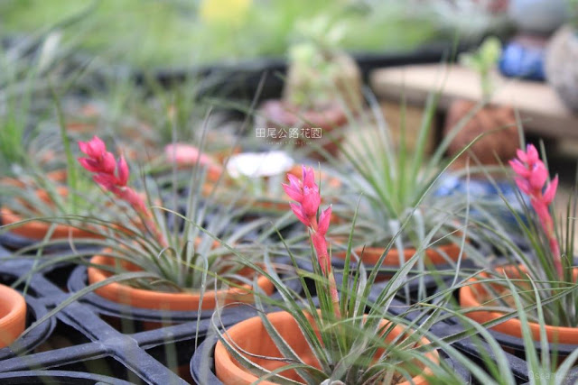 田尾公路花園-21