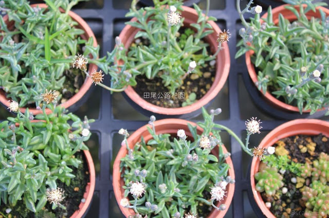 田尾公路花園-3