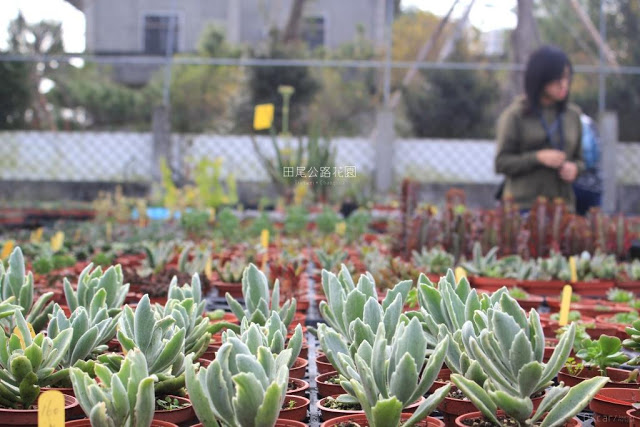 田尾公路花園-1