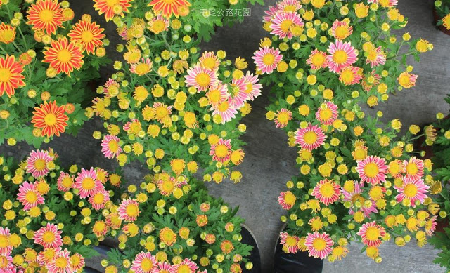 田尾公路花園-15