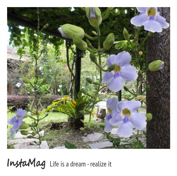 鄧伯花廊咖啡：【宜蘭景點】婚紗秘境~鄧伯花廊咖啡