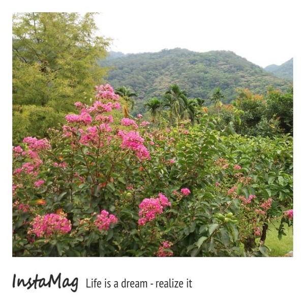 鄧伯花廊咖啡：【宜蘭景點】婚紗秘境~鄧伯花廊咖啡