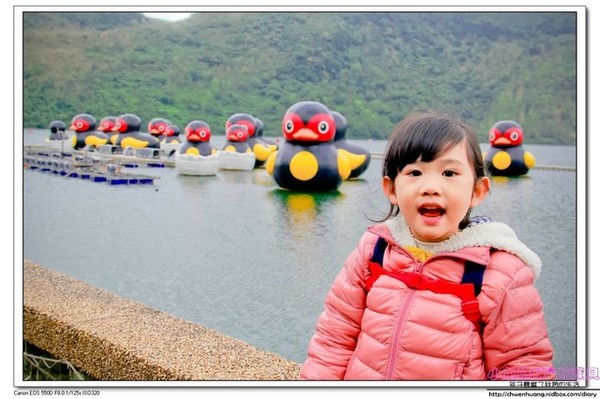 花蓮鯉魚潭：【花蓮景點】☼鯉魚潭風景區☼腳踏船悠閒遊湖/紅面番鴨超可愛♥♥