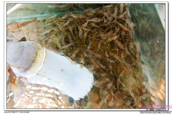 花蓮鯉魚潭：【花蓮景點】☼鯉魚潭風景區☼腳踏船悠閒遊湖/紅面番鴨超可愛♥♥