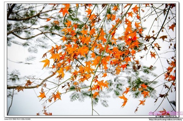 花蓮鯉魚潭：【花蓮景點】☼鯉魚潭風景區☼腳踏船悠閒遊湖/紅面番鴨超可愛♥♥