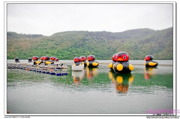 花蓮鯉魚潭：【花蓮景點】☼鯉魚潭風景區☼腳踏船悠閒遊湖/紅面番鴨超可愛♥♥